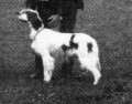 Setter Anglais ALTESSE DE KERFEUIL